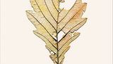 Blatt