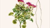 Pelargonie
