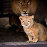 Neues Zuhause für Löwenfamilie