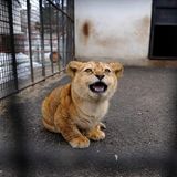 Neues Zuhause für Löwenfamilie - Bild 2