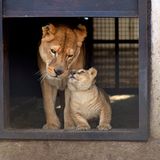 Neues Zuhause für Löwenfamilie - Bild 3