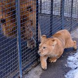 Neues Zuhause für Löwenfamilie - Bild 4