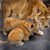 Neues Zuhause für Löwenfamilie - Bild 5