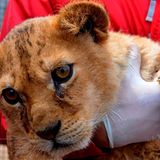 Neues Zuhause für Löwenfamilie - Bild 6