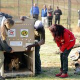 Neues Zuhause für Löwenfamilie - Bild 7