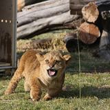 Neues Zuhause für Löwenfamilie - Bild 8