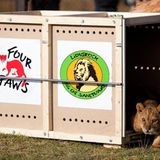 Neues Zuhause für Löwenfamilie - Bild 9