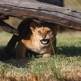 Neues Zuhause für Löwenfamilie - Bild 11