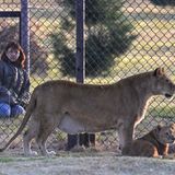 Neues Zuhause für Löwenfamilie - Bild 12