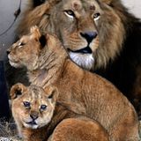 Neues Zuhause für Löwenfamilie - Bild 13