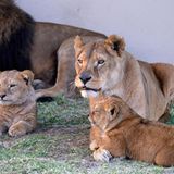 Neues Zuhause für Löwenfamilie - Bild 14