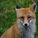 Das mittlere Kamptal