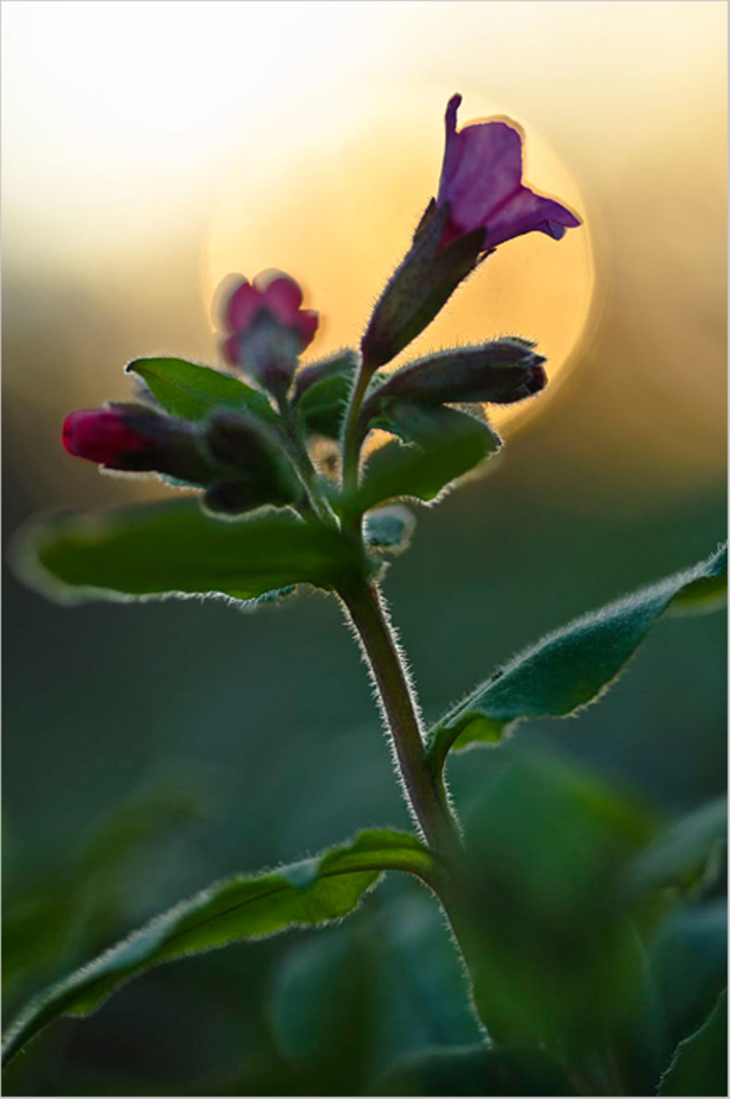 Sonnenanbeter