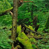 Vorarlberger Regenwald