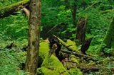 Vorarlberger Regenwald