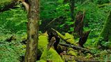 Vorarlberger Regenwald