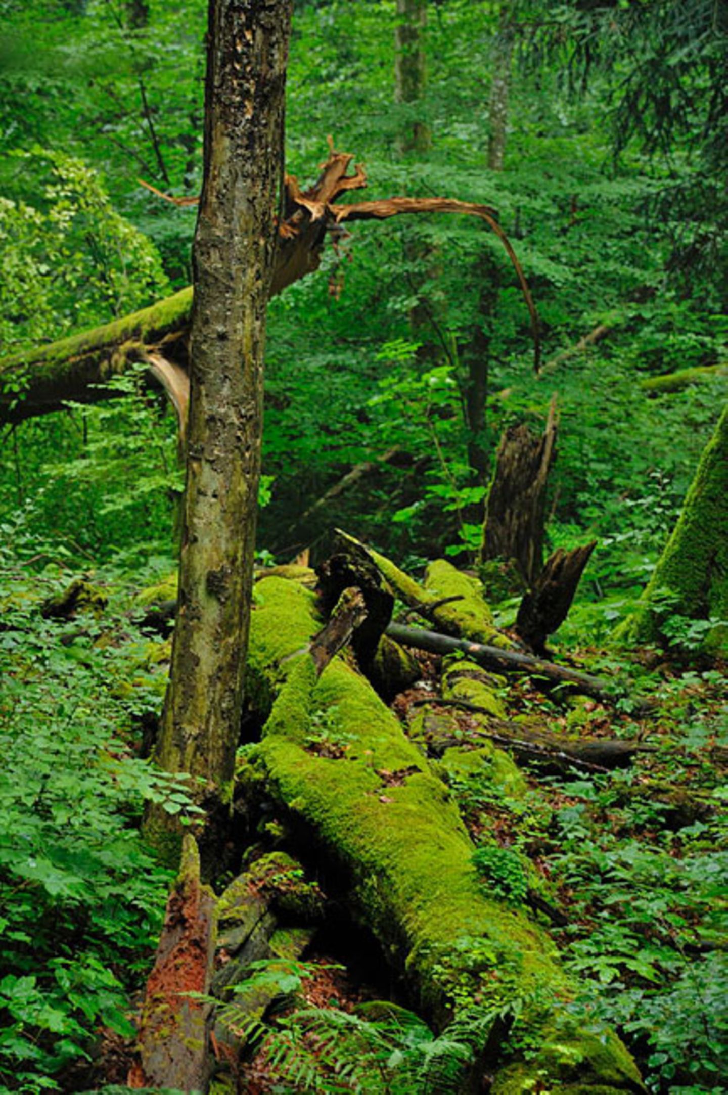 Vorarlberger Regenwald