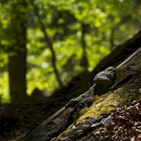 Urwaldrest in den Karawanken