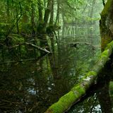 Koppenwinkel-Weiher bei Obertraun