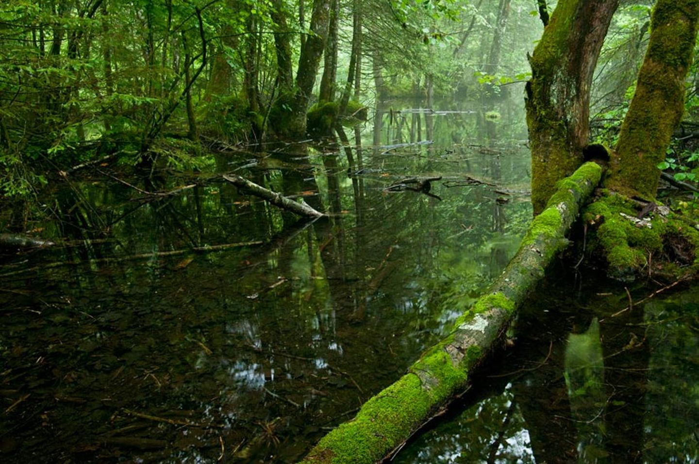 Koppenwinkel-Weiher bei Obertraun