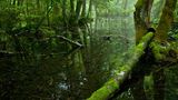 Koppenwinkel-Weiher bei Obertraun