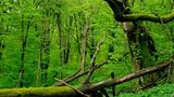 Vergessene Welt
