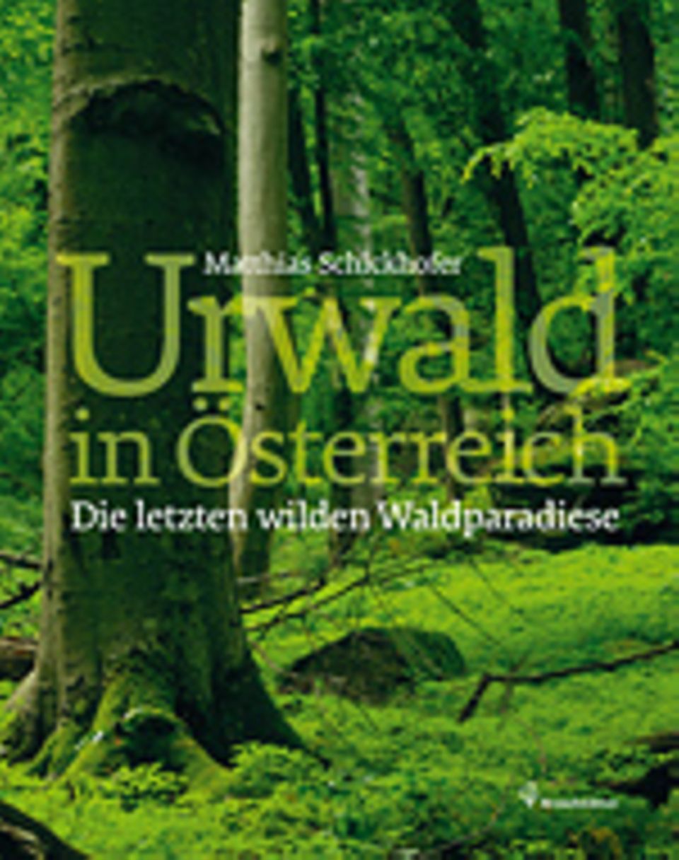 Fotogalerie: Matthias Schickhofer Urwald in Österreich Die letzten wilden Waldparadiese Brandstätter Verlag 2013 144 Seiten, 29,90 Euro