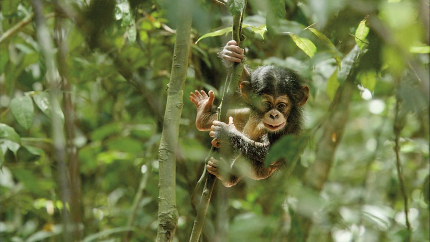 Kino: Kinotipp: Schimpansen