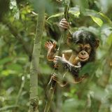 Kino: Kinotipp: Schimpansen