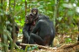 Kino: Kinotipp: Schimpansen - Bild 2