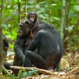 Kino: Kinotipp: Schimpansen - Bild 2