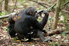 Kino: Kinotipp: Schimpansen - Bild 4