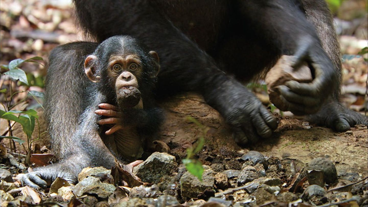 Kino: Kinotipp: Schimpansen - Bild 5