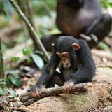 Kino: Kinotipp: Schimpansen - Bild 6