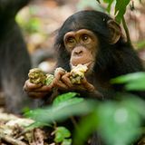 Kino: Kinotipp: Schimpansen - Bild 7