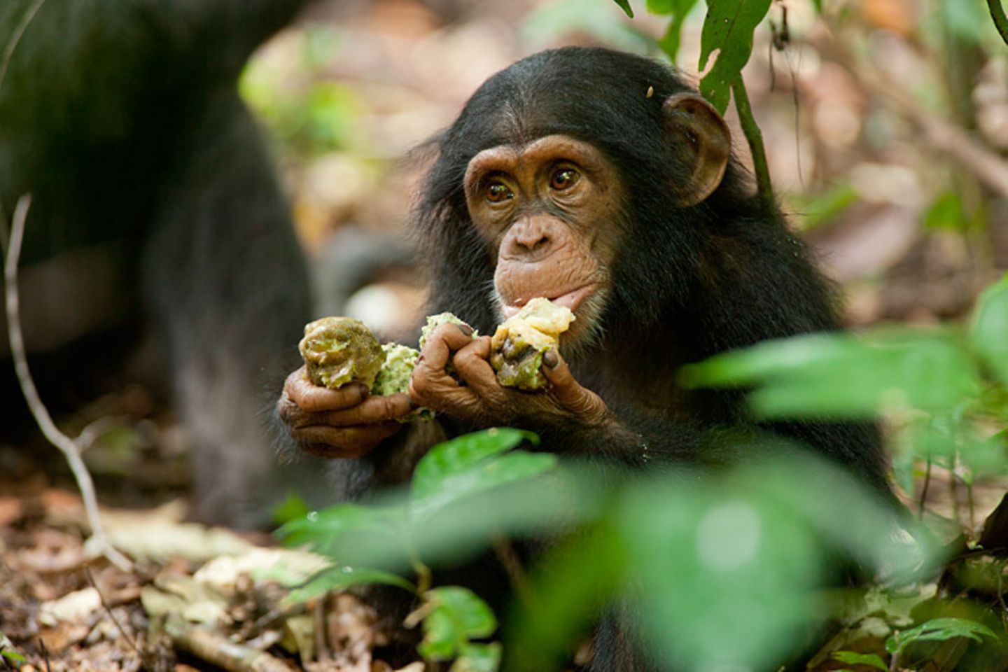 Kino: Kinotipp: Schimpansen - Bild 7