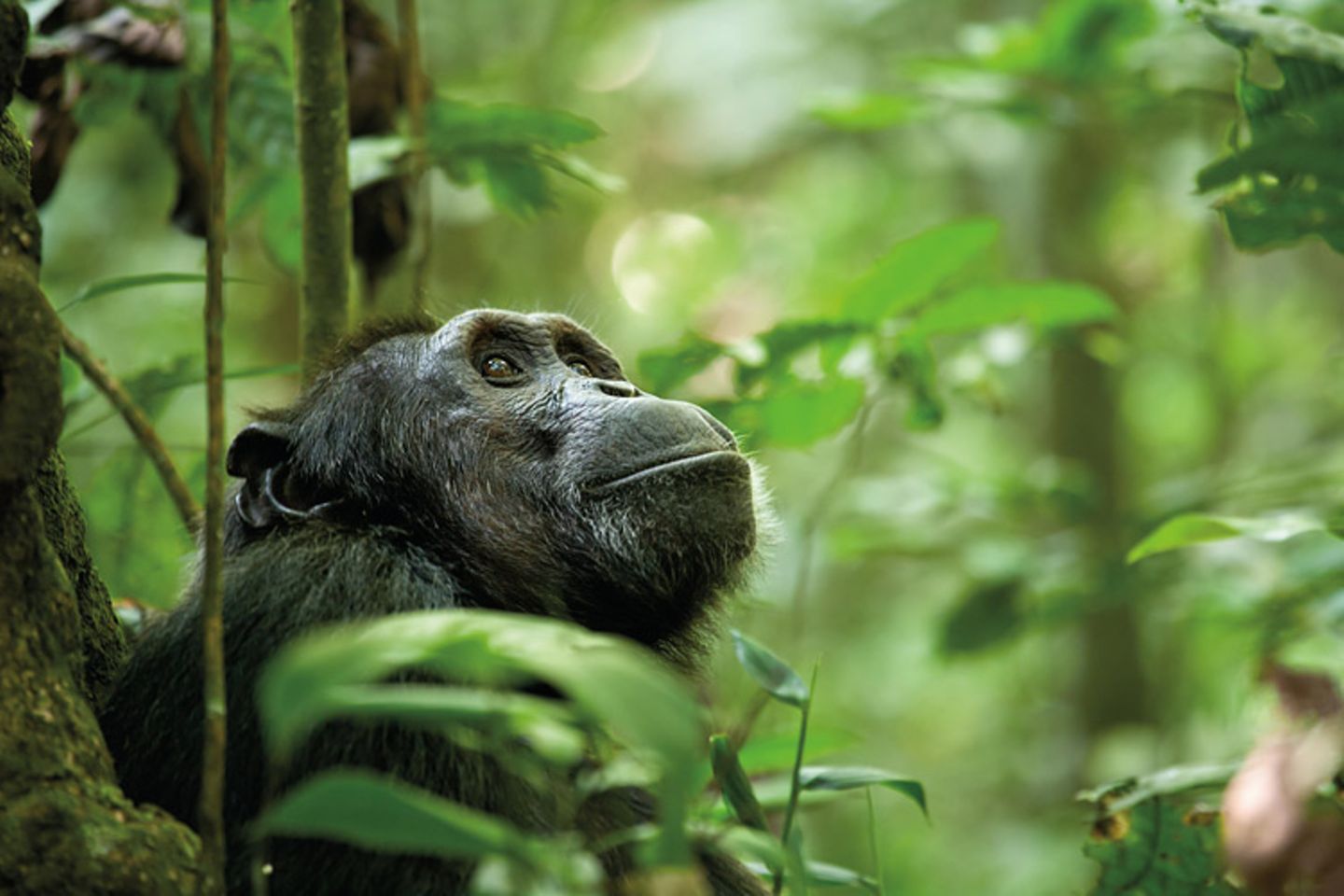 Kino: Kinotipp: Schimpansen - Bild 9