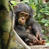 Kino: Kinotipp: Schimpansen - Bild 11