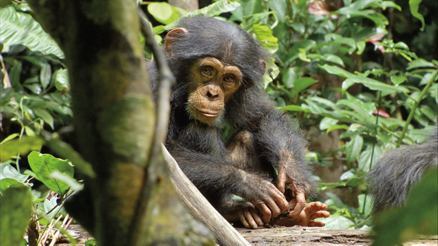 Kino: Kinotipp: Schimpansen - Bild 11