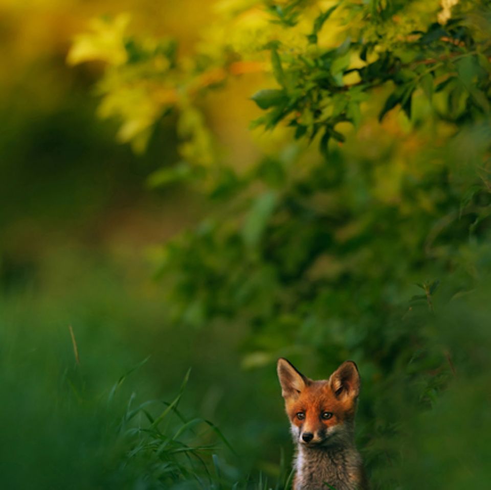 Fuchs
