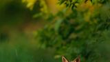 Fuchs