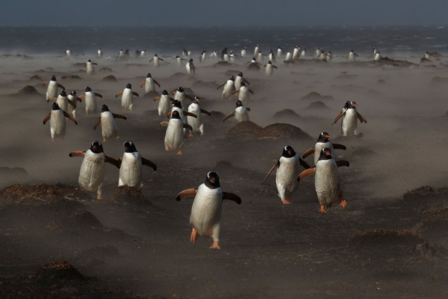 Pinguinlauf