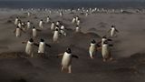 Pinguinlauf