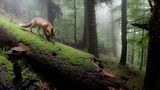 Waldesruh