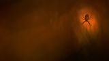 Spinne