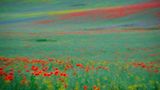 Mohnfeld