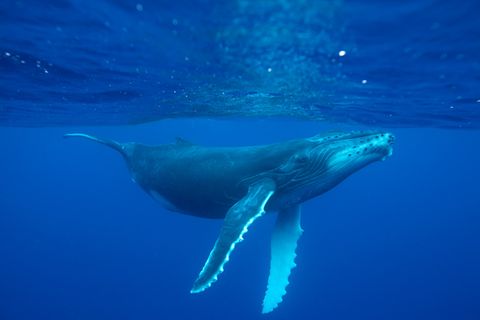 Schutz für Wale: "Wir ignorieren die wissenschaftlichen Fakten"