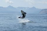 Orca