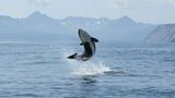 Orca