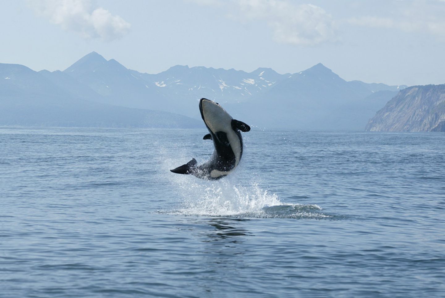 Orca